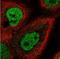 E74 Like ETS Transcription Factor 4 antibody, NBP2-33286, Novus Biologicals, Immunocytochemistry image 