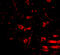 Regulator Of Calcineurin 2 antibody, 5051, ProSci Inc, Immunofluorescence image 