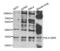 Major Histocompatibility Complex, Class II, DM Alpha antibody, LS-C348987, Lifespan Biosciences, Western Blot image 