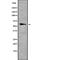 Telomeric Repeat Binding Factor 2 antibody, abx218938, Abbexa, Western Blot image 