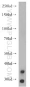 LIM Zinc Finger Domain Containing 1 antibody, 20772-1-AP, Proteintech Group, Western Blot image 