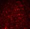 Thymic Stromal Lymphopoietin antibody, NB110-55234, Novus Biologicals, Immunofluorescence image 