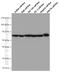 Nucleoporin 62 antibody, 66573-1-Ig, Proteintech Group, Western Blot image 