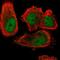 Interferon Regulatory Factor 7 antibody, HPA052757, Atlas Antibodies, Immunofluorescence image 