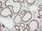 Golgi Membrane Protein 1 antibody, LS-C173619, Lifespan Biosciences, Immunohistochemistry paraffin image 
