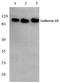 Cadherin 18 antibody, PA5-36240, Invitrogen Antibodies, Western Blot image 
