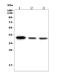 Stem-Loop Binding Protein antibody, A02964-2, Boster Biological Technology, Western Blot image 