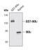 Inhibitor Of Nuclear Factor Kappa B Kinase Subunit Epsilon antibody, MA5-14817, Invitrogen Antibodies, Western Blot image 