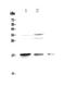 Microtubule Associated Protein 1 Light Chain 3 Alpha antibody, A01543-1, Boster Biological Technology, Western Blot image 