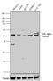 RAR Related Orphan Receptor A antibody, PA1-812, Invitrogen Antibodies, Western Blot image 