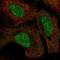Lysine Methyltransferase 5A antibody, HPA064495, Atlas Antibodies, Immunocytochemistry image 