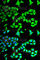 GABA Type A Receptor-Associated Protein antibody, A5616, ABclonal Technology, Immunofluorescence image 