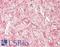 Myelin Associated Glycoprotein antibody, LS-B14925, Lifespan Biosciences, Immunohistochemistry paraffin image 