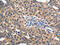 14-3-3 protein epsilon antibody, CSB-PA903514, Cusabio, Immunohistochemistry frozen image 