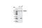 DExH-Box Helicase 29 antibody, 4159S, Cell Signaling Technology, Western Blot image 