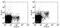 Killer Cell Lectin Like Receptor K1 antibody, 17-5882-81, Invitrogen Antibodies, Flow Cytometry image 