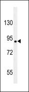 Coiled-Coil Serine Rich Protein 1 antibody, LS-C165502, Lifespan Biosciences, Western Blot image 