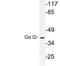 G Protein Subunit Alpha Transducin 2 antibody, LS-C177849, Lifespan Biosciences, Western Blot image 