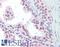 Ubiquitin C antibody, LS-B3621, Lifespan Biosciences, Immunohistochemistry frozen image 