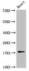 FUN14 Domain Containing 1 antibody, orb53579, Biorbyt, Western Blot image 