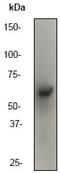 SMAD Family Member 4 antibody, ab40759, Abcam, Western Blot image 