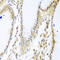 MYB Binding Protein 1a antibody, LS-C333317, Lifespan Biosciences, Immunohistochemistry paraffin image 