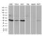 N-myc-interactor antibody, LS-C792326, Lifespan Biosciences, Western Blot image 