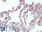 Sialic Acid Binding Ig Like Lectin 1 antibody, LS-B15270, Lifespan Biosciences, Immunohistochemistry paraffin image 