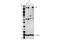 Lysine Demethylase 6A antibody, 33510S, Cell Signaling Technology, Western Blot image 