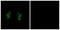 Casein Kinase 1 Alpha 1 antibody, LS-C119145, Lifespan Biosciences, Immunofluorescence image 