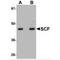 KIT Ligand antibody, MBS151230, MyBioSource, Western Blot image 