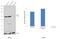 Serine/Threonine Kinase 3 antibody, 703027, Invitrogen Antibodies, Western Blot image 