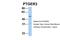 Prostaglandin E Receptor 3 antibody, 28-002, ProSci, Western Blot image 