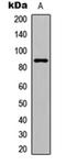 GIT ArfGAP 2 antibody, orb256557, Biorbyt, Western Blot image 