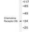 C-C Motif Chemokine Receptor 9 antibody, LS-C177080, Lifespan Biosciences, Western Blot image 