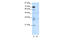 Forkhead Box N2 antibody, 28-793, ProSci, Western Blot image 