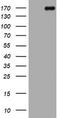 DOT1 Like Histone Lysine Methyltransferase antibody, TA802495AM, Origene, Western Blot image 