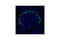 Glucagon antibody, 2760S, Cell Signaling Technology, Immunofluorescence image 