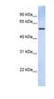 Tripartite Motif Containing 43 antibody, NBP1-55071, Novus Biologicals, Western Blot image 