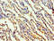 Transaldolase 1 antibody, CSB-PA04275A0Rb, Cusabio, Immunohistochemistry frozen image 