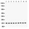 Cytochrome C, Somatic antibody, PA5-79121, Invitrogen Antibodies, Western Blot image 