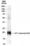 Chromobox 3 antibody, NB100-2418, Novus Biologicals, Western Blot image 