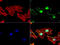 O-6-Methylguanine-DNA Methyltransferase antibody, LS-C796818, Lifespan Biosciences, Immunofluorescence image 