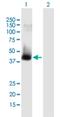 ATPase Family AAA Domain Containing 2 antibody, H00029028-B01P, Novus Biologicals, Western Blot image 