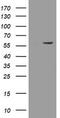 ERR gamma-2 antibody, TA505036, Origene, Western Blot image 