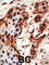 Gap Junction Protein Beta 6 antibody, abx028503, Abbexa, Western Blot image 