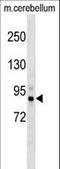 TANK Binding Kinase 1 antibody, LS-C158276, Lifespan Biosciences, Western Blot image 