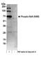 p65 antibody, A302-064A, Bethyl Labs, Western Blot image 