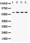 YY1 Transcription Factor antibody, PB9909, Boster Biological Technology, Flow Cytometry image 