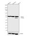 Apolipoprotein A4 antibody, 42-6700, Invitrogen Antibodies, Western Blot image 